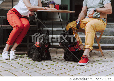 Adult couple with two dogs talking in cafe Adult couple with two dogs talking in cafe 54329256