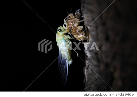 The birth of cicada The birth of cicada 54329409