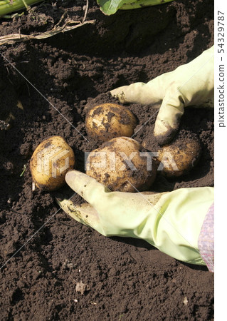 Potato digging (Kita Akari) Potato digging (Kita Akari) 54329787