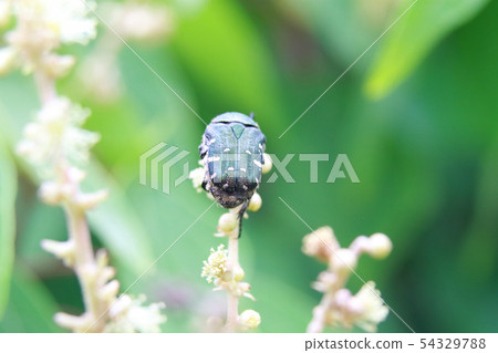 Core hanamuguri 54329788