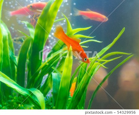 Little red fish with green plant in fish tank or Little red fish with green plant in fish tank or 54329956