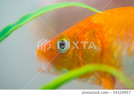 Little fish in fish tank or aquarium, gold fish, Little fish in fish tank or aquarium, gold fish, 54329957