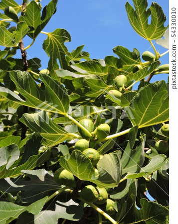 FIG FIG 54330010