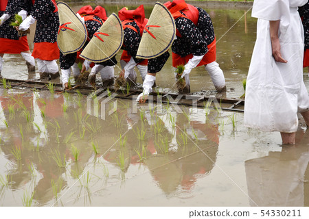 水稻種植水稻種植節Saotome 54330211