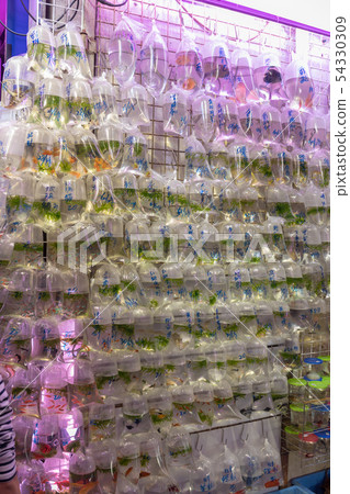 Wall of Fish Wall of Fish 54330309