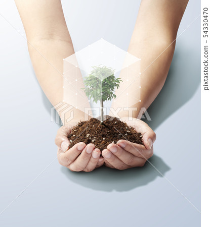 Tree in palm-tree-young leaf-growth-future-power-cube 54330470