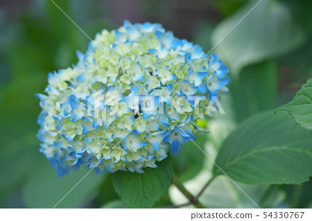 Hydrangea fantastic 54330767