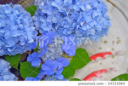 Hydrangea and Nishikigoi 54333064