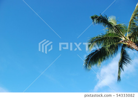 夏威夷藍天和棕櫚樹 夏威夷藍天和棕櫚樹 54333082
