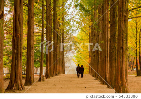 Nami Island Metasequoile Road 54333390