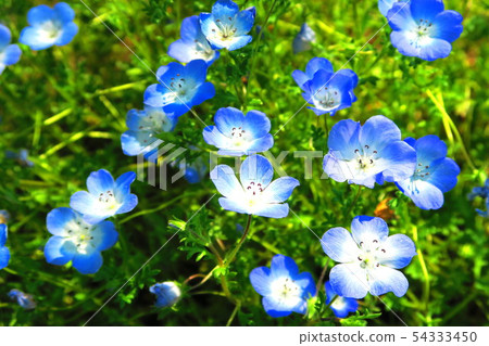 Nemophila insignis blue flower 54333450
