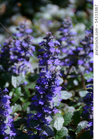 Western Twelve Ajuga Flower語言“強烈聯繫” 54333867