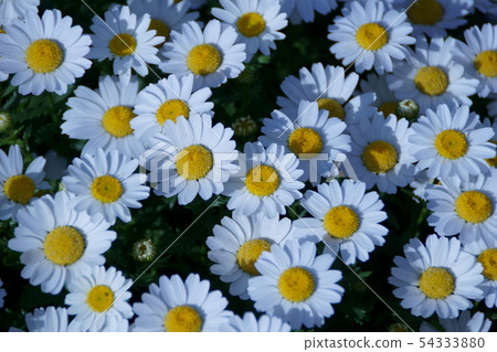 菊花北極花的語言是“清潔” 54333880