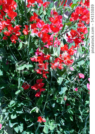 A sweet and sour bean sweet pea language is "a faint pleasure" 54333889