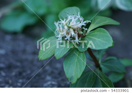 Fuyuki Grass Hokkaido flower language is "good door" Fuyuki Grass Hokkaido flower language is "good door" 54333901