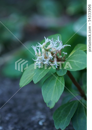 Fuyuki Grass Hokkaido flower language is "good door" Fuyuki Grass Hokkaido flower language is "good door" 54333906