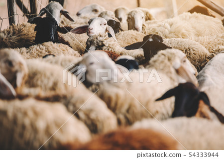 countryside farm countryside farm 54333944