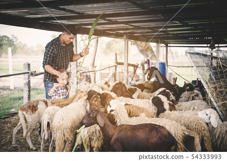 countryside farm countryside farm 54333993