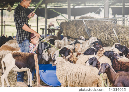countryside farm 54334035
