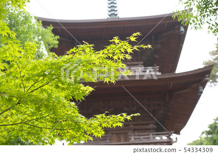 世田谷Gotokuji新綠色三塔 54334309