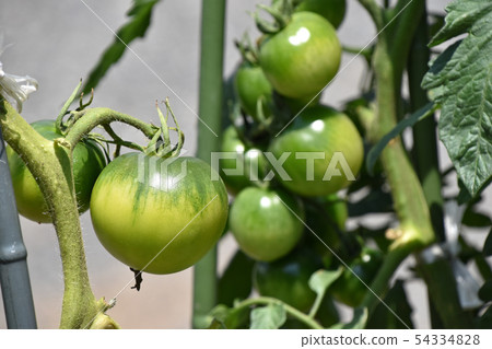 生長Chukada番茄 54334828