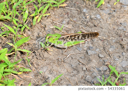 Tonosama beatta 54335061