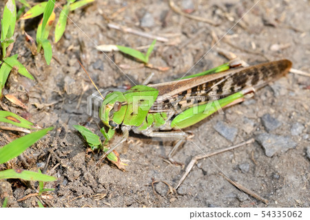 Tonosama beatta Tonosama beatta 54335062