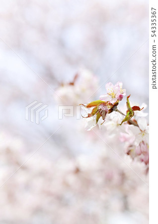 Cherry blossom 54335367