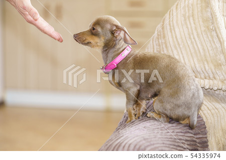 Little dog eats food from hand Little dog eats food from hand 54335974