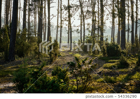 Green landscape of beautiful summer forest at sunrise Green landscape of beautiful summer forest at sunrise 54336290