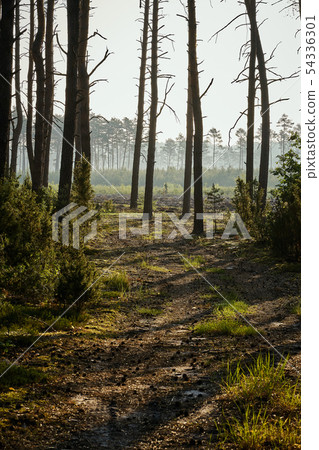 Green landscape of beautiful summer  forest at sunrise 54336301