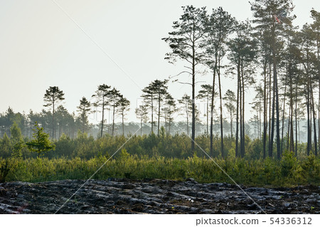 Green landscape of beautiful summer  forest at sunrise 54336312