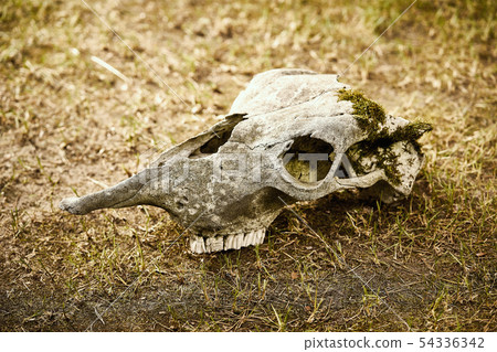 Old skull of elk without horns in forest on dry grass Old skull of elk without horns in forest on dry grass 54336342