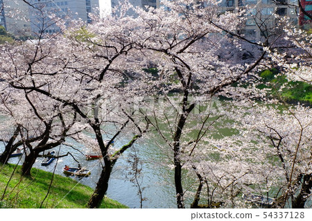 Cherry blossoms at Chidorigafuchi Cherry blossoms at Chidorigafuchi 54337128
