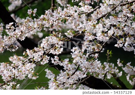 Somei Yoshino of Kitanomaru Park Somei Yoshino of Kitanomaru Park 54337129