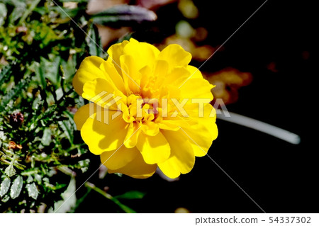 開花在三鷹中原的黃色萬壽菊 開花在三鷹中原的黃色萬壽菊 54337302