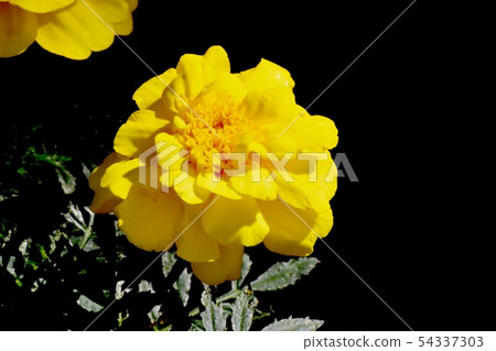 開花在三鷹中原的黃色萬壽菊 開花在三鷹中原的黃色萬壽菊 54337303