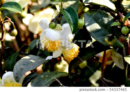 White flower blooming in Mitaka Nakahara 54337465