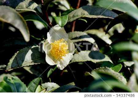 White flower blooming in Mitaka Nakahara 54337486