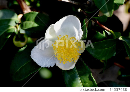 White flower blooming in Mitaka Nakahara White flower blooming in Mitaka Nakahara 54337488