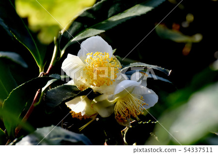 White flower blooming in Mitaka Nakahara 54337511