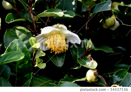 開花在三鷹中原的白花 54337536