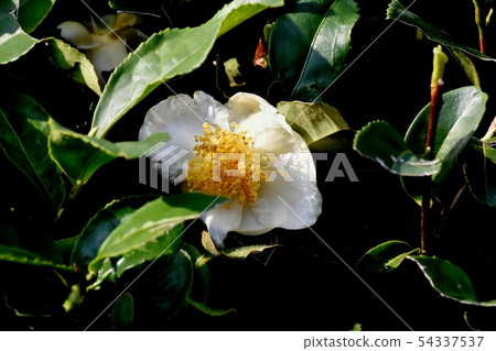 White flower blooming in Mitaka Nakahara 54337537