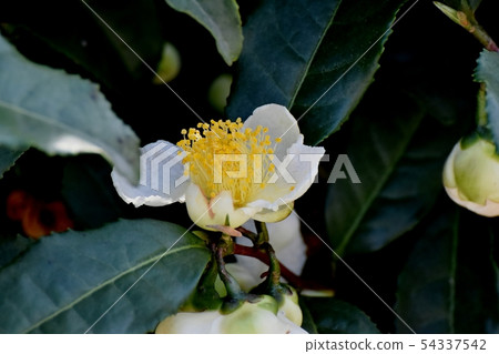 White flower blooming in Mitaka Nakahara White flower blooming in Mitaka Nakahara 54337542