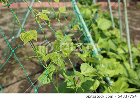 Green bean vine Green bean vine 54337754