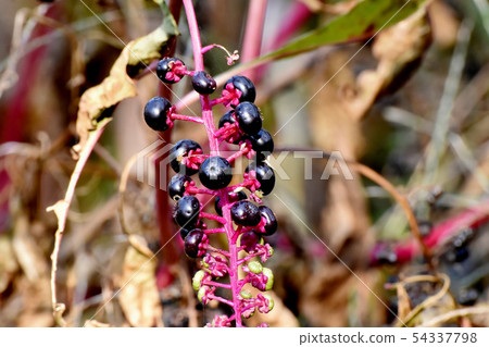 The fruit of the black yoshu pokeweed that will be Mishima Nakahara The fruit of the black yoshu pokeweed that will be Mishima Nakahara 54337798