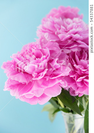 Peony 54337881
