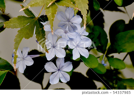 在三鷹中原開花的淺藍色Ruri Matsuri 54337985