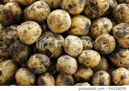 Potato Harvest 54338039