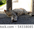 Tree cat 54338085